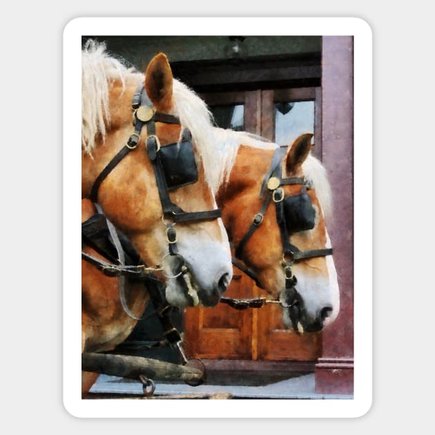 Horses - Clydesdale Closeup Sticker by SusanSavad